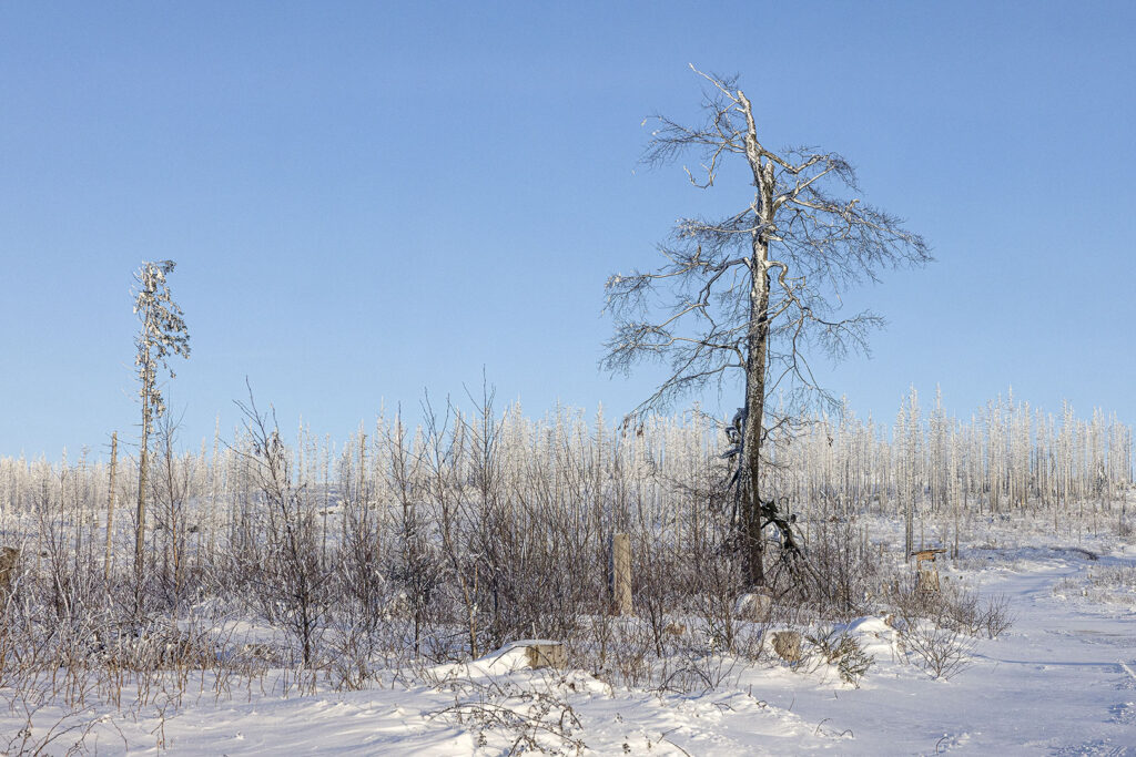 Schneelandschaft Westharz