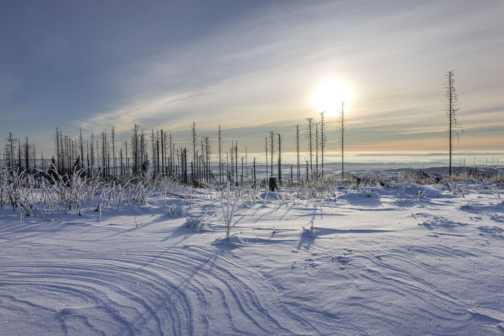 Harzer Schneelandschaft im Abendlicht