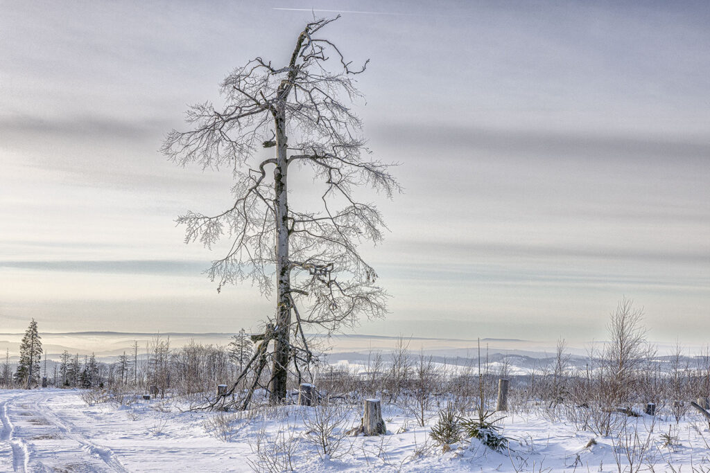 Harzer Schneelandschaft im Abendlicht