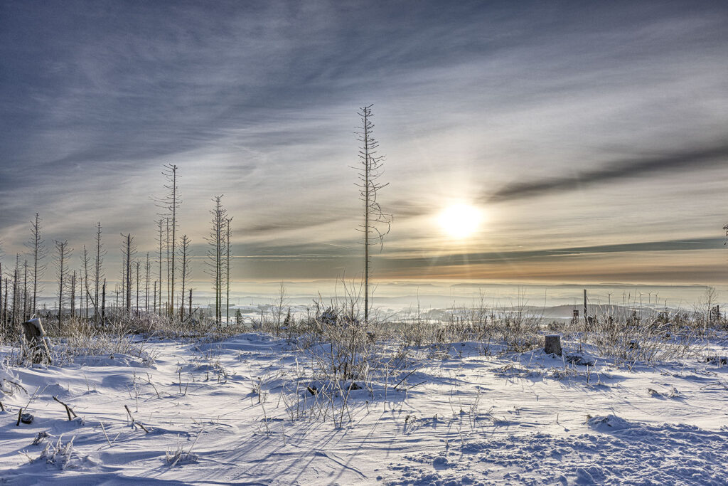 Harzer Schneelandschaft im Abendlicht
