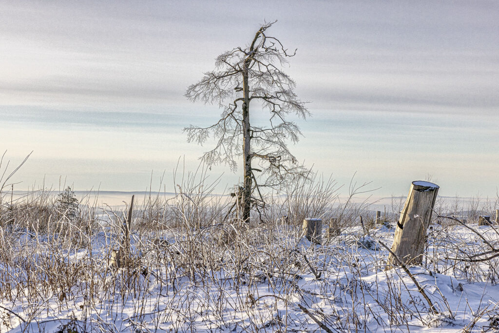 Harzer Schneelandschaft im Abendlicht