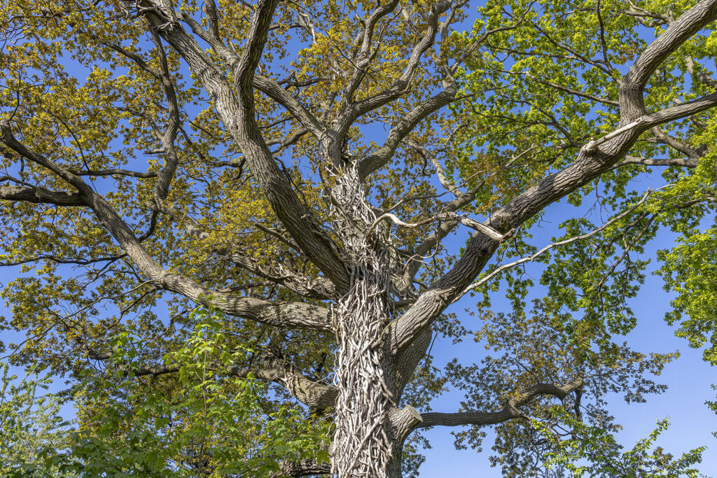 Schlingpflanze umgarnt kunstvoll einen Baum