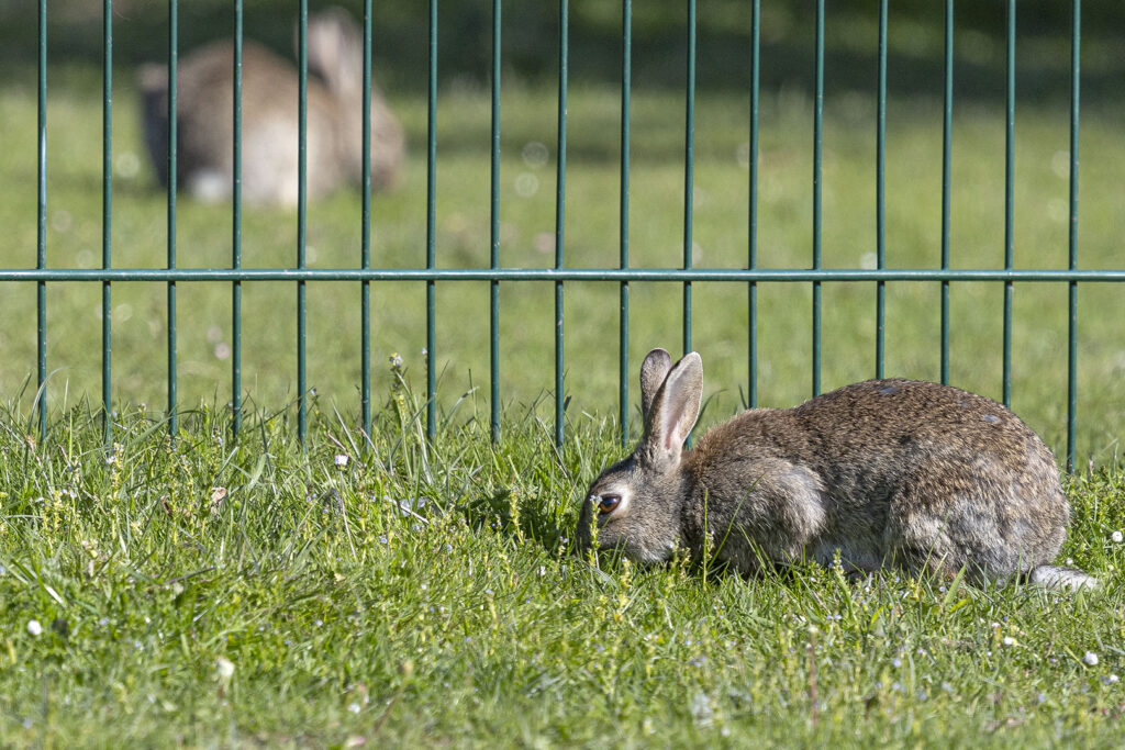 Wildkaninchen