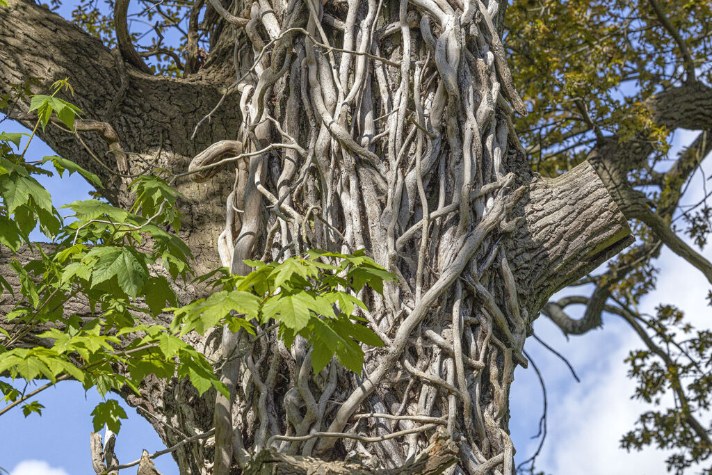 Schlingpflanze umgarnt kunstvoll einen Baum