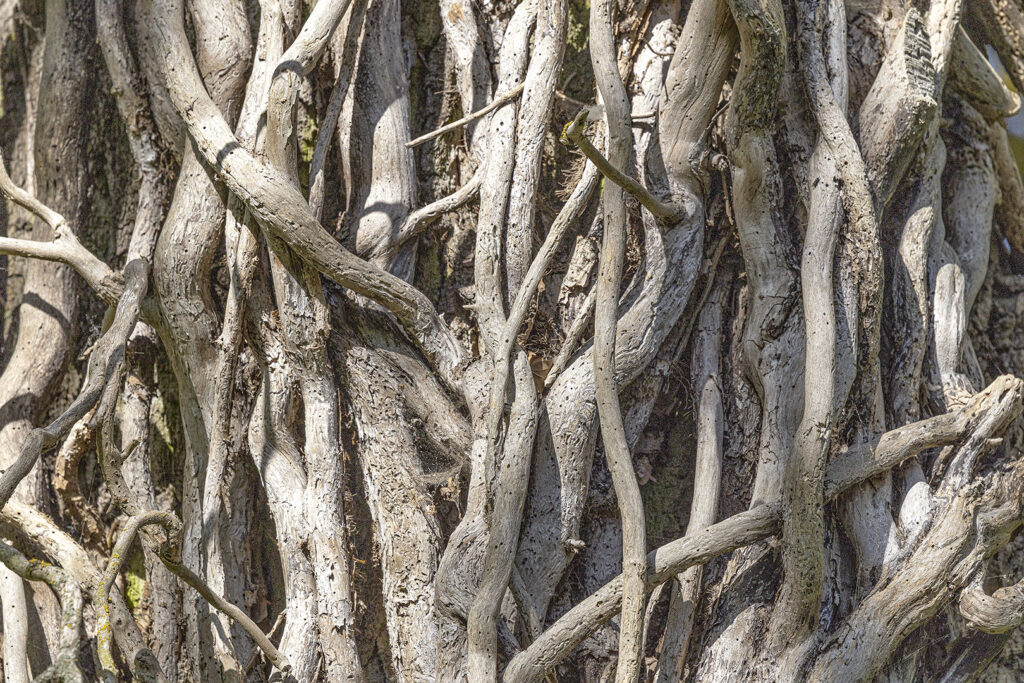 Schlingpflanze umgarnt kunstvoll einen Baum