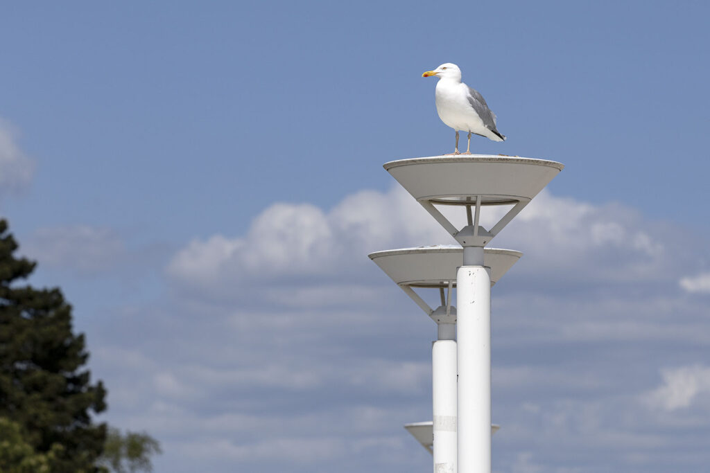 Travemünde - Möwe auf Lichtmast