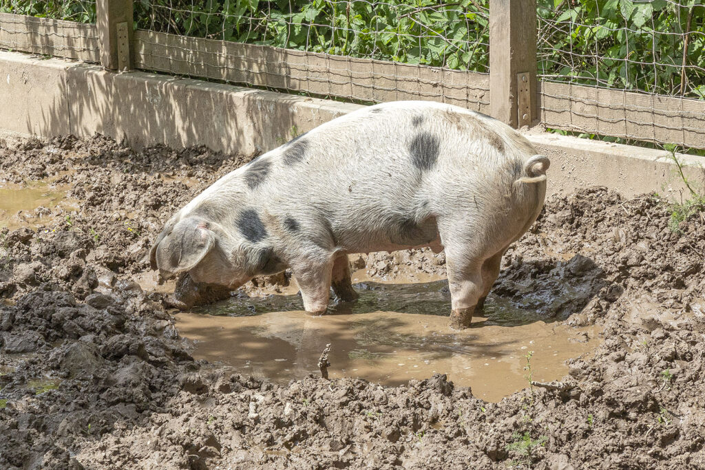 Wohlfühlschwein auf dem Gut Herbigshagen