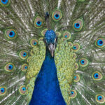 Pfau vor Radschlagskulisse