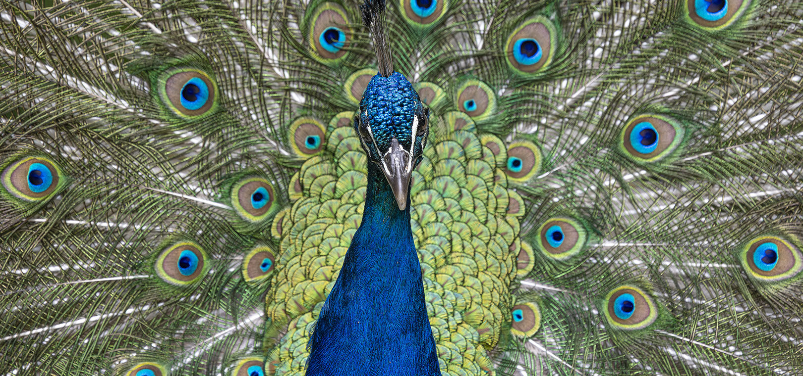 Pfau vor Radschlagskulisse