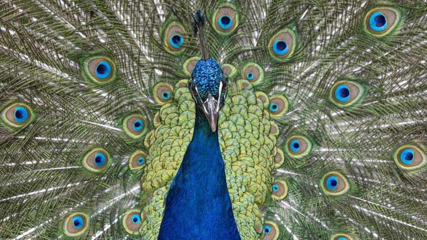 Pfau vor Radschlagskulisse