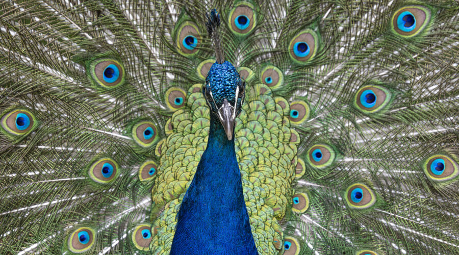 Pfau vor Radschlagskulisse