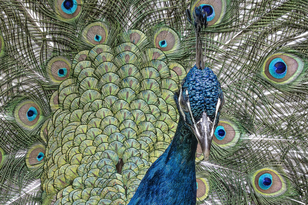 Pfau vor Radschlagskulisse