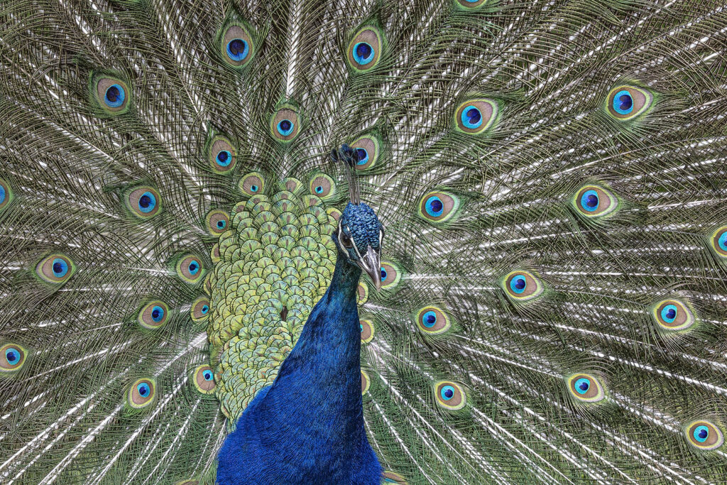 Pfau vor Radschlagskulisse