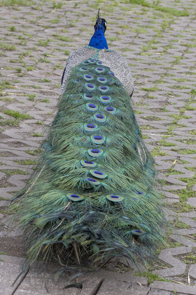 Pfau